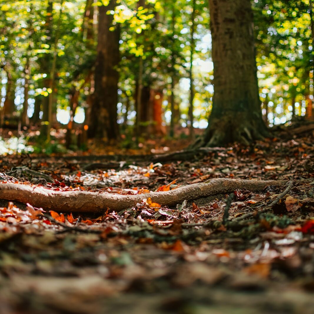 a forest with fallen leaves